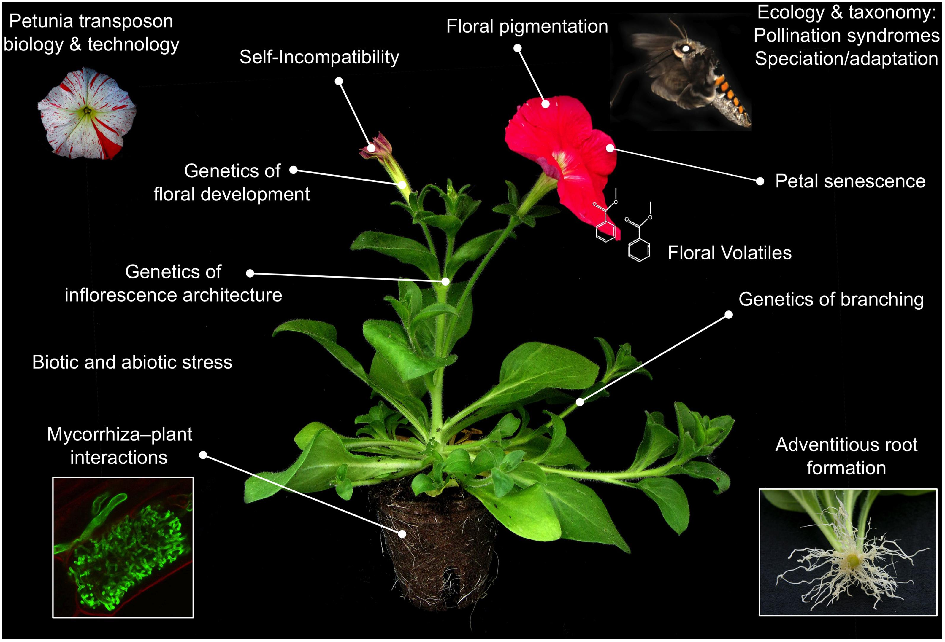 Research topics illustration